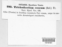 Trichothecium roseum image